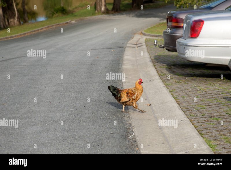 Chicken road game, chicken road españa