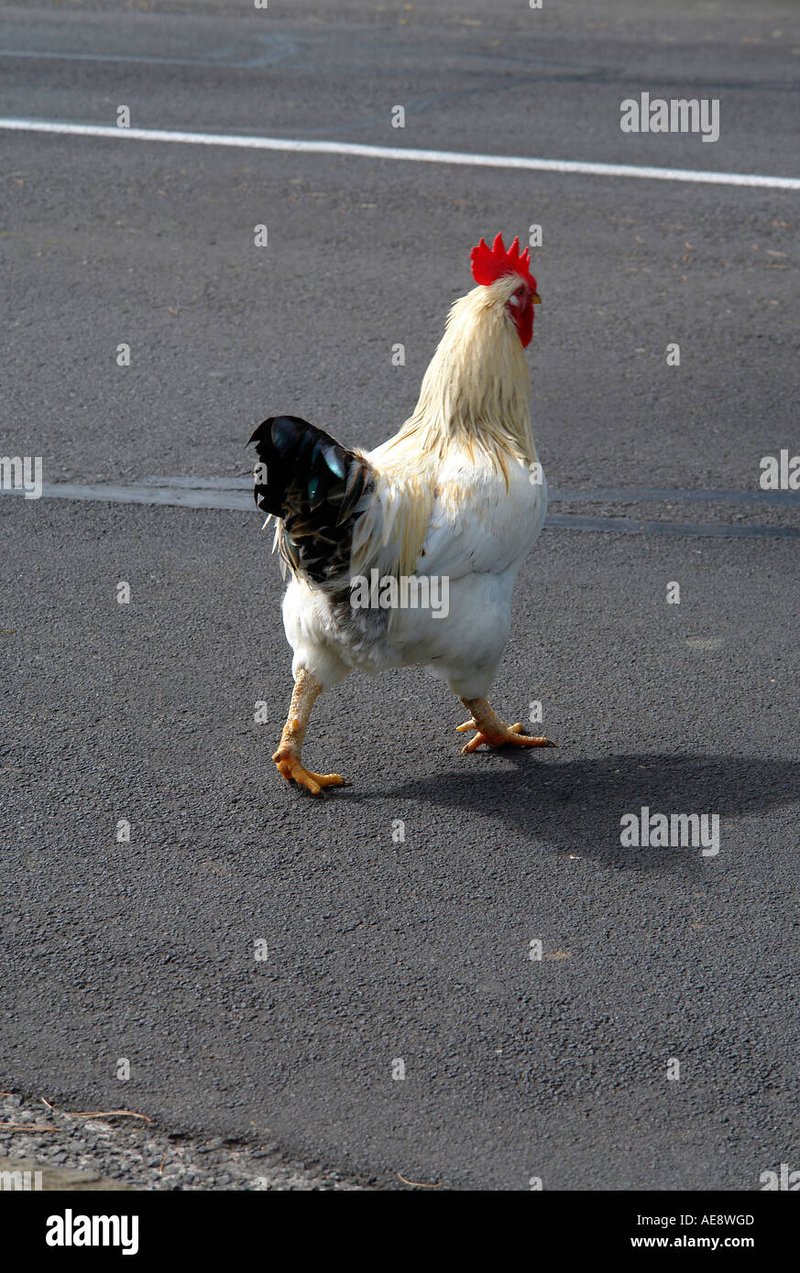 Best chicken road in Spain Best chicken road in Spain