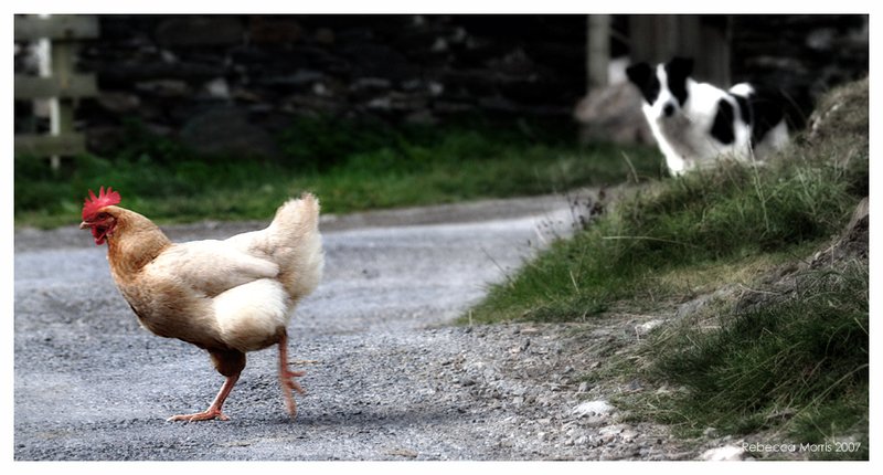 Tutto sul gioco originale Chicken Road: ecco le informazioni ufficiali, chicken road italia